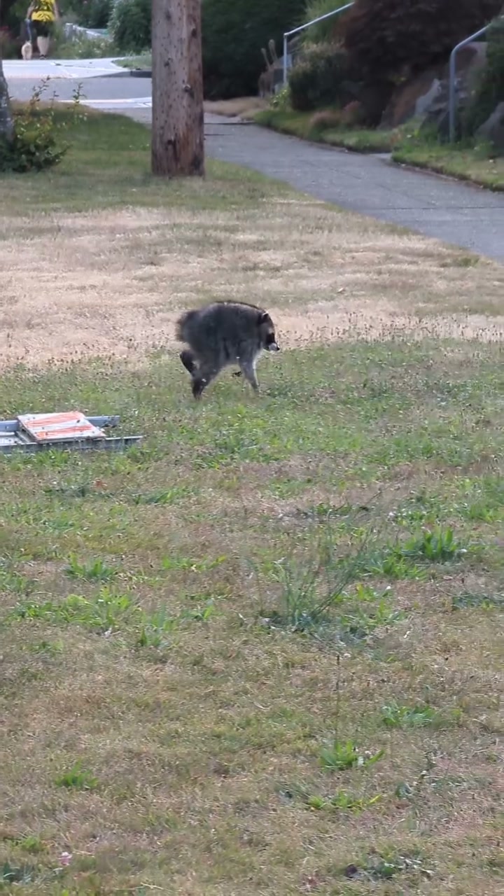 The real Jimothy, a compact gray raccoon, running across grass in Seattle’s Ballard neighborhood